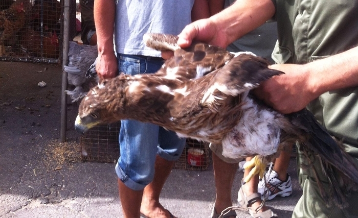 حجز طيور وحيوانات محمية معروضة للبيع بسوق المنصف باي بتونس العاصمة 