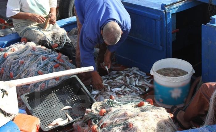 قطاع الأسماك في تونس: التّصدير والتّوريد